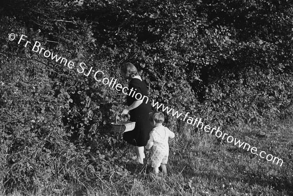 GATHERING BLACKBERRIES O'DONOVAN CHILDREN